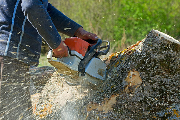 Best Commercial Tree Services  in USA